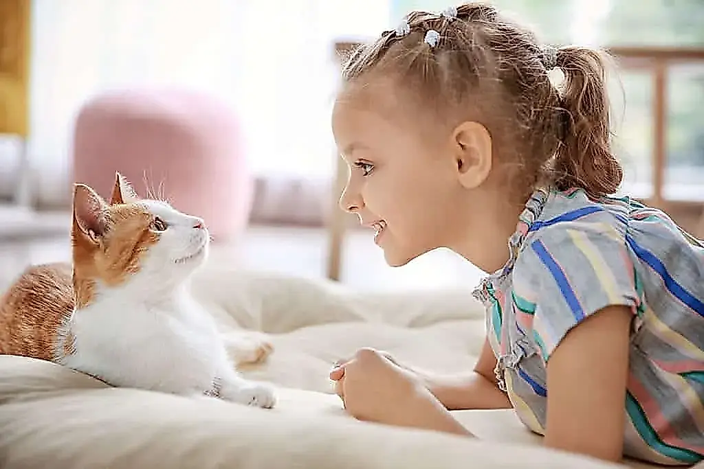 PettiChat: conversaciones con tu gato