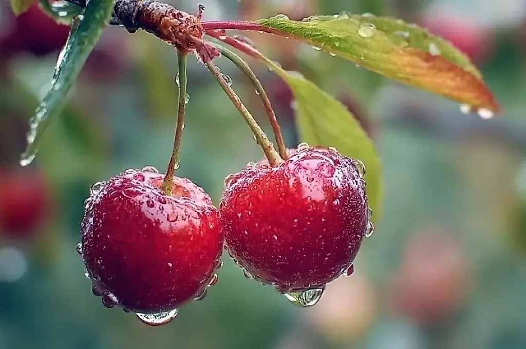 Un agrónomo explica qué hacer después de la lluvia