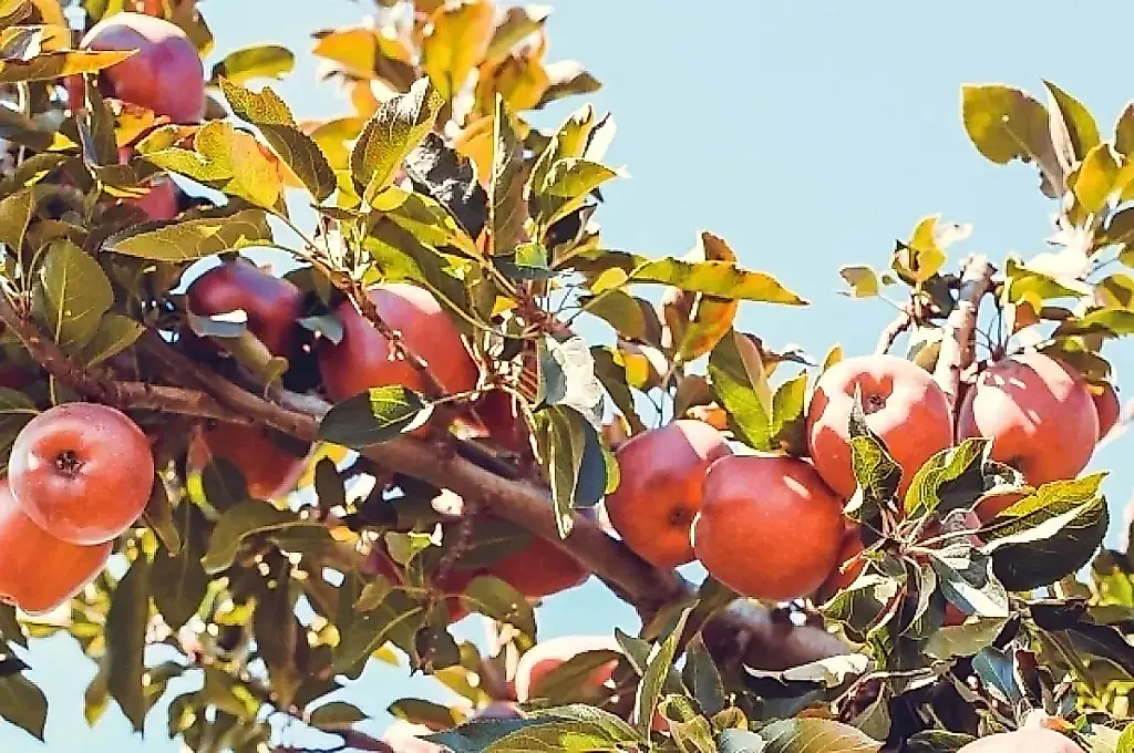 Cómo sujetar las ramas sin soportes: consejos de un agrónomo