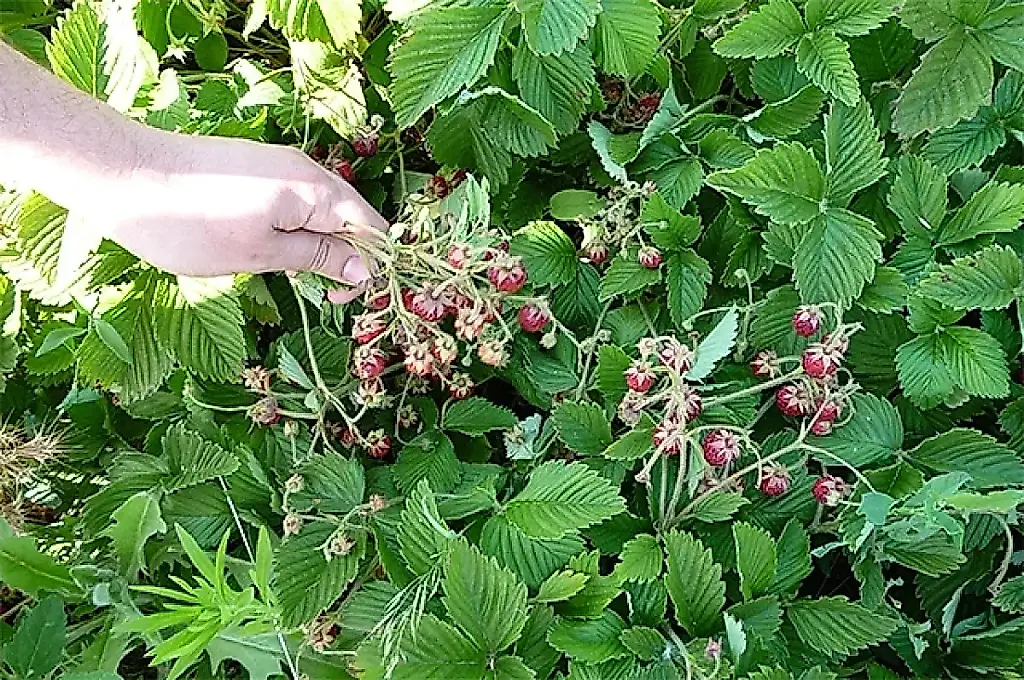 Fresas, fresillas y Victoria: ¿quién es quién en tu frutería?