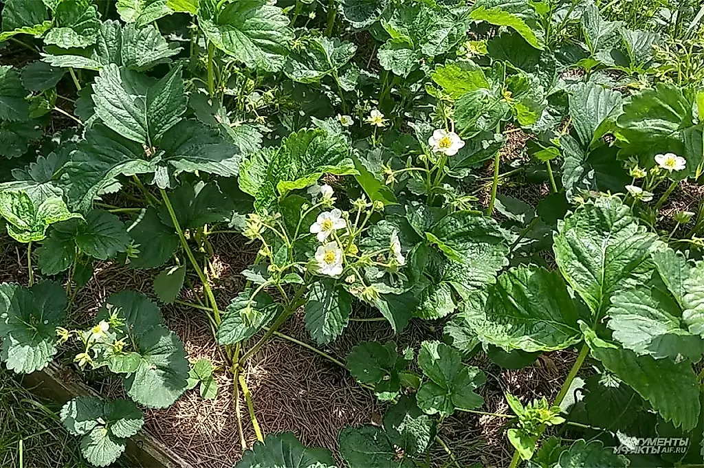 Cómo abonar las fresas después de la cosecha: consejos de Samoilova