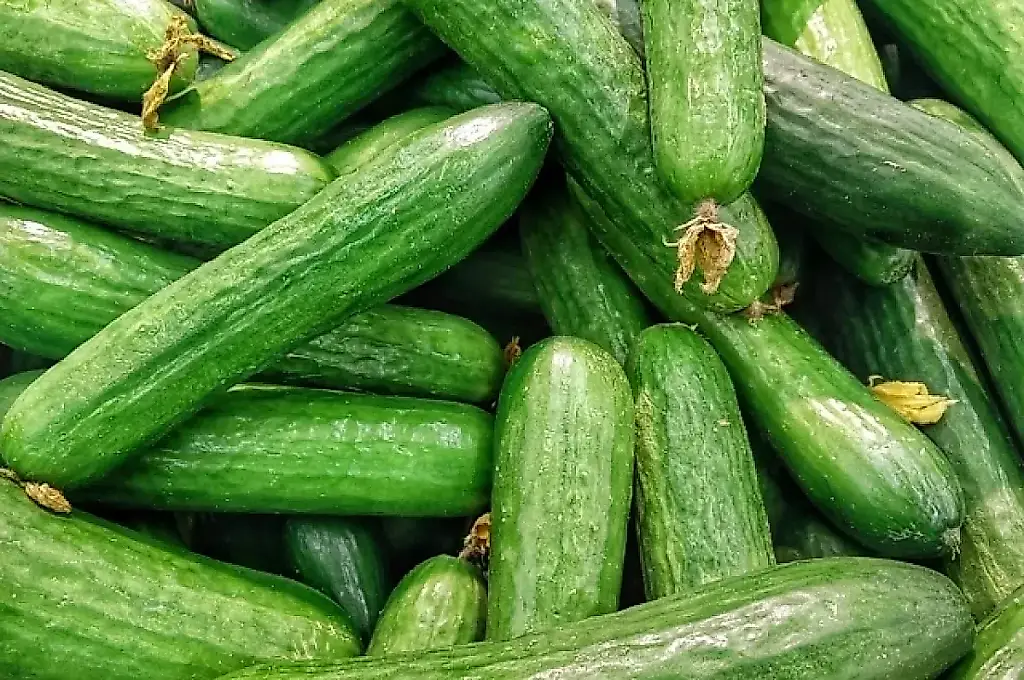 Una horticultora experimentada explica cómo abonar los pepinos en julio