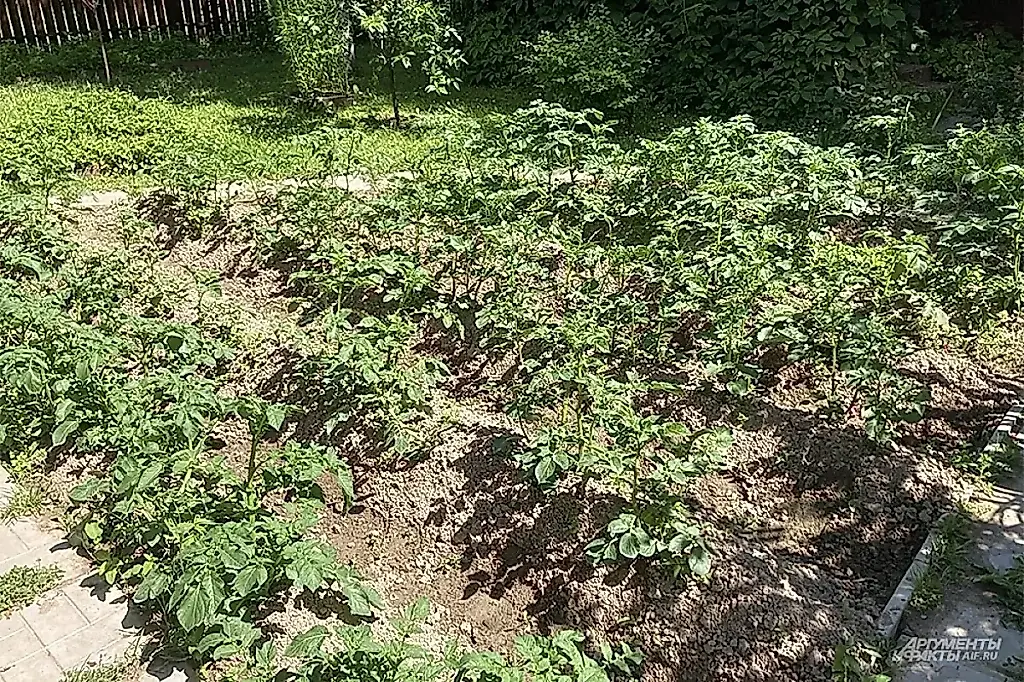 La estrategia secreta para una cosecha récord de patatas