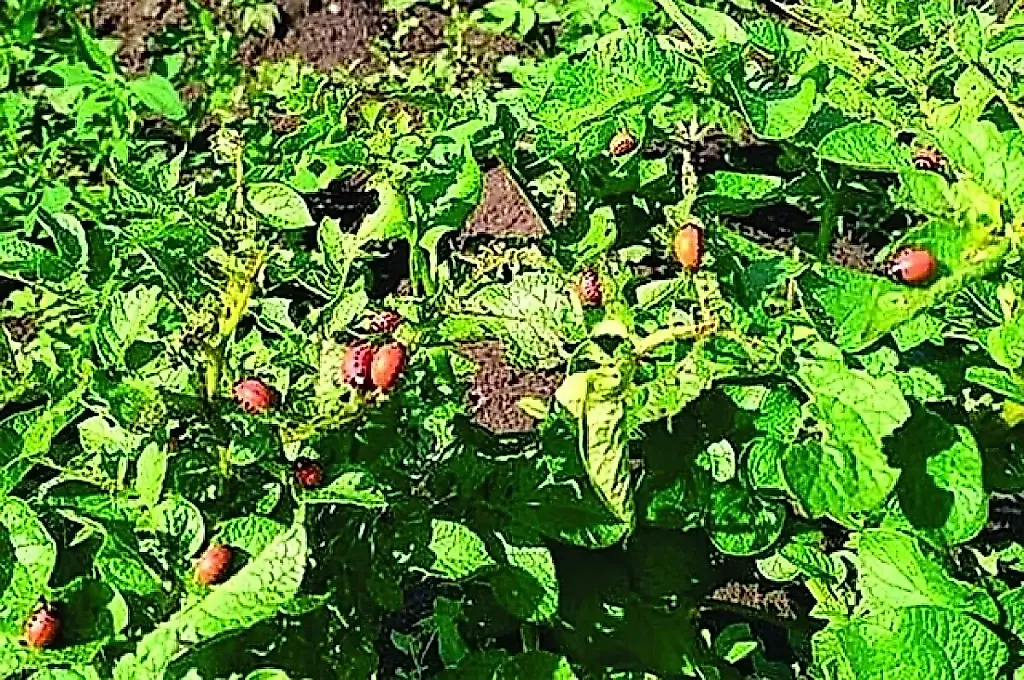 Tres formas de acabar con el escarabajo de la patata de Colorado: consejos del agrónomo Arefiev