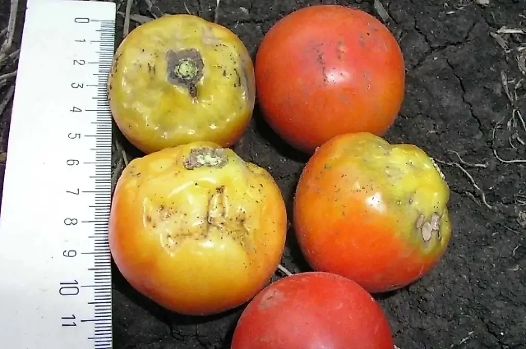 Quemaduras solares en los tomates: cómo reconocerlas y qué hacer