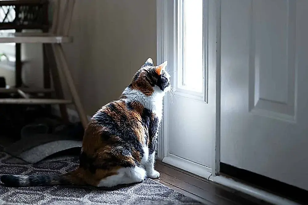 Por qué los gatos se sientan junto a la puerta y no se van