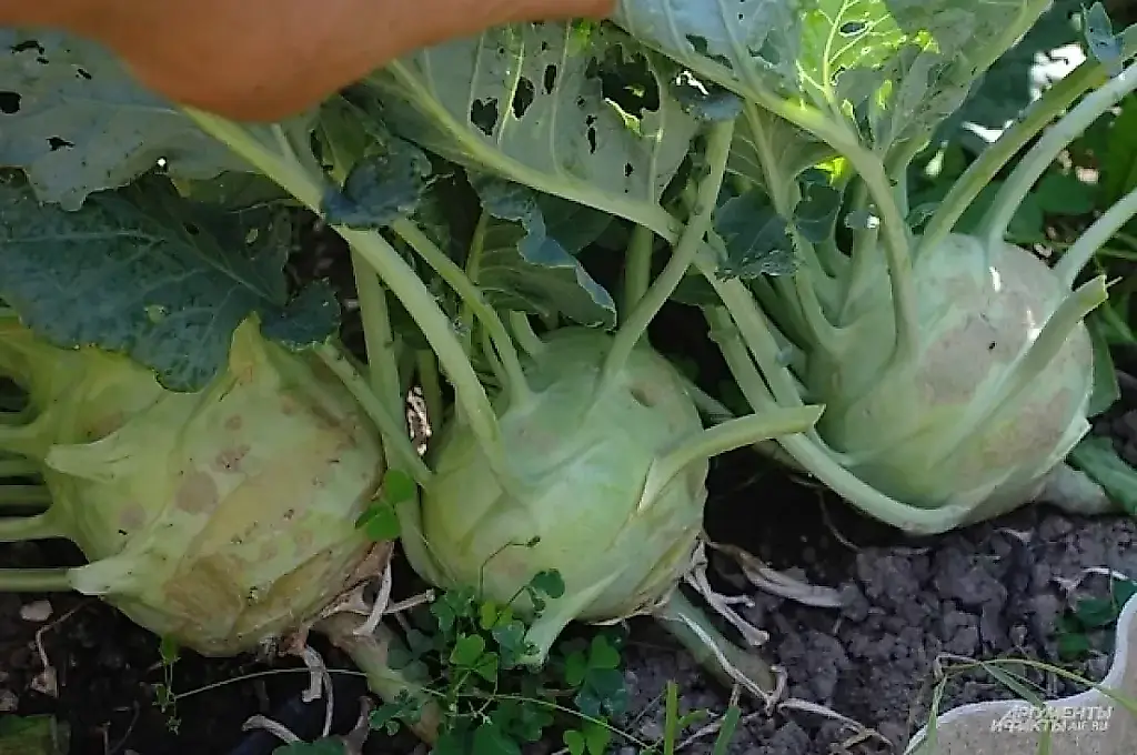Agrónomos señalan una hortaliza infravalorada para plantar en julio