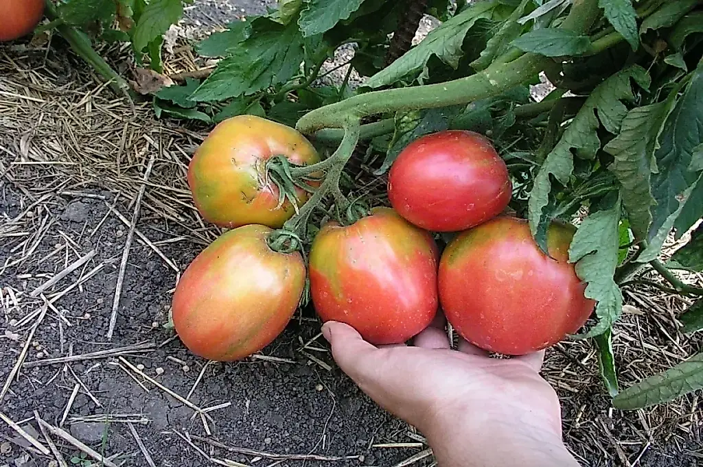 Las variedades de tomate más dulces, según el agrónomo Terentiev