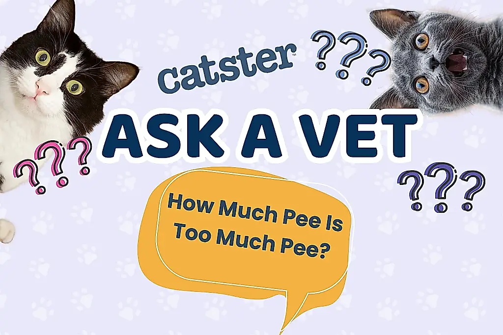 ¿Cuántas veces debe hacer pis una gata?