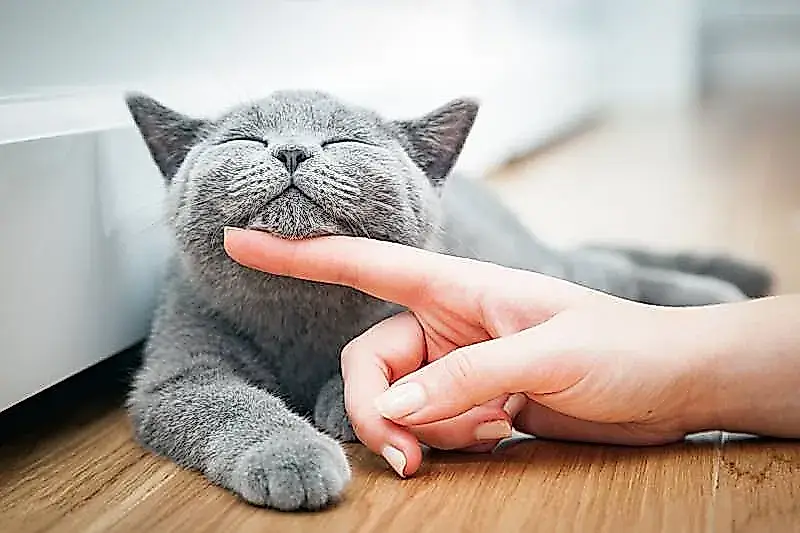 Feline Quality of Life (FelQoL): una nueva forma de cuidar a los gatos
