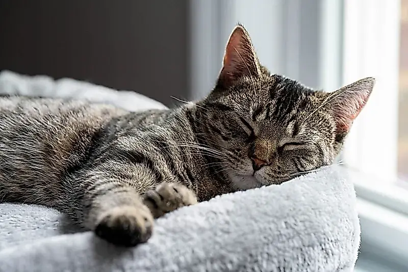 En qué se convierten los gatos con la edad: entre la sabiduría y la pesadilla