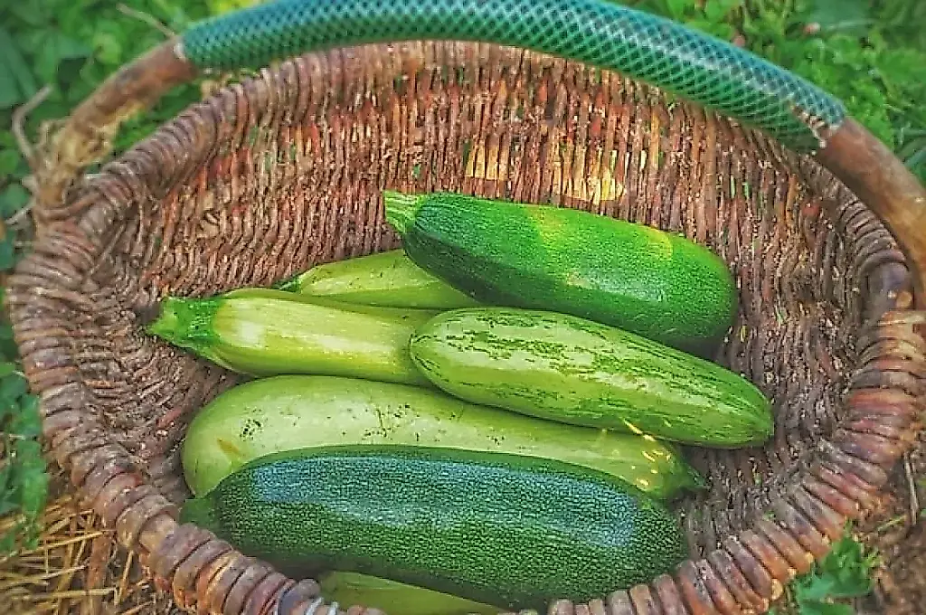 ¿Cuándo y por qué hay que podar los calabacines en julio? Consejos de la experta jardinera Samoilova