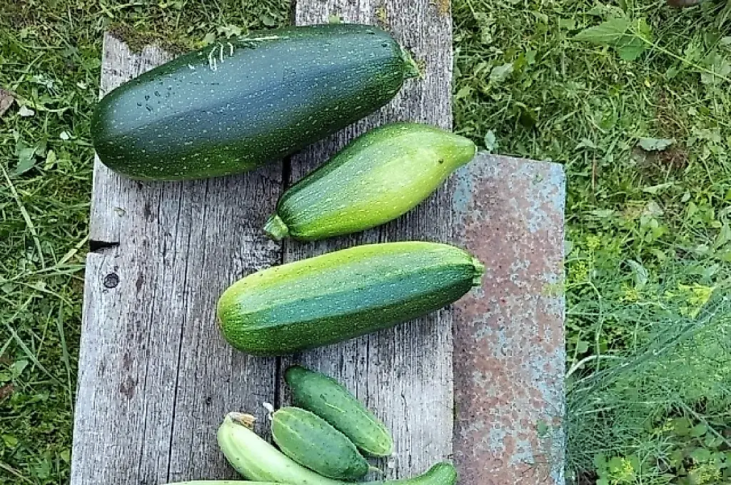 Cómo conservar los calabacines hasta el próximo verano: consejos de una jardinera experimentada