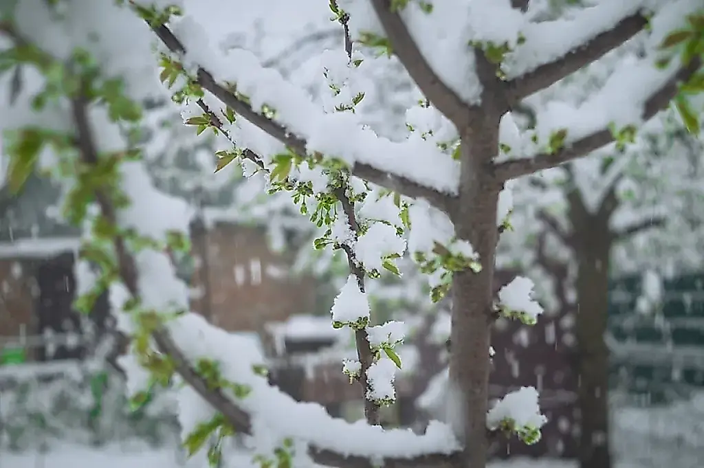 Los meteorólogos pronostican nieve en junio: cómo salvar la cosecha del jardín