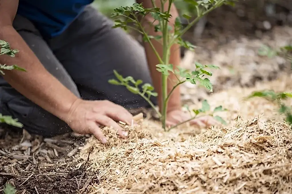 Al ritmo de mayo: qué tareas hay que hacer en el jardín durante el último mes de la primavera