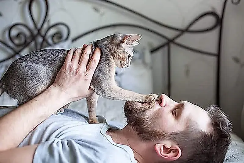 5 razones por las que un gato te pone la pata en la cara