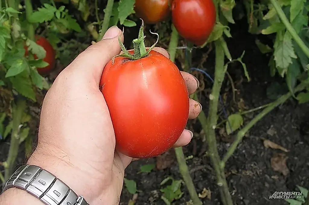 Perspectivas de cosecha. Tomates y pepinos en 2026: qué plantar en el invernadero y en el huerto