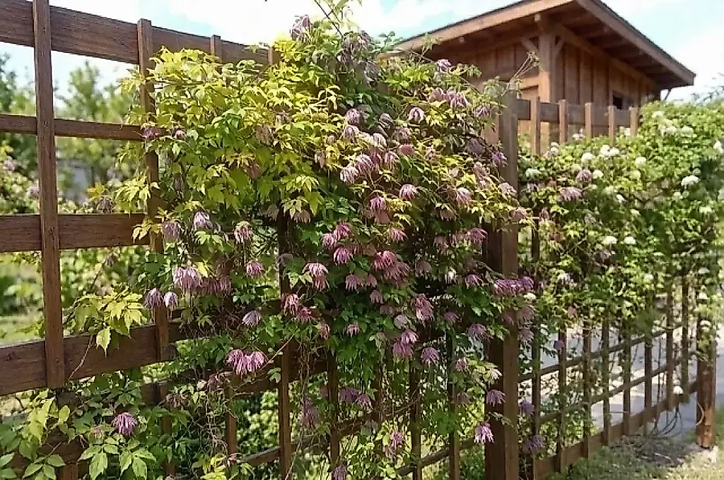 El sueño del jardinero perezoso: clemátides alpinas sin complicaciones