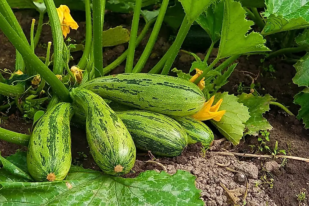 Huerto para perezosos: verduras y frutas que no necesitan cuidados