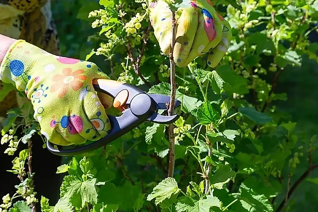 Cambio al modo verano en el jardín: qué hacer a principios de junio