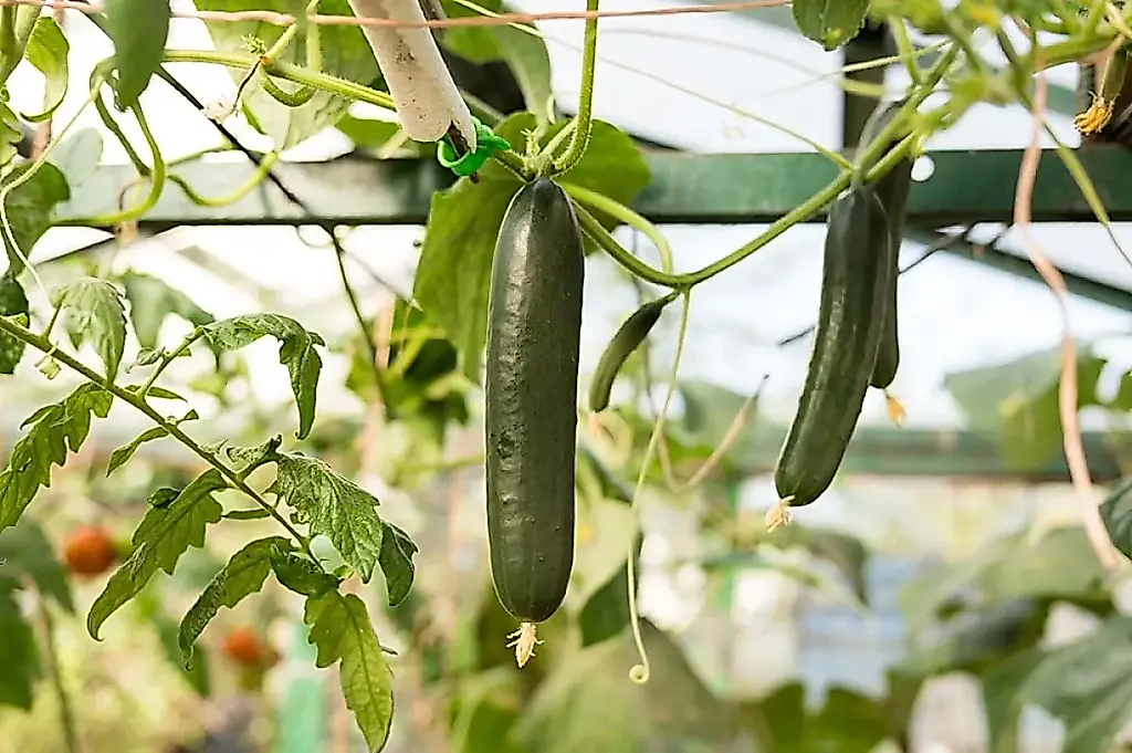 Vecinos incompatibles: con quién no se llevarán bien los tomates y los pepinos