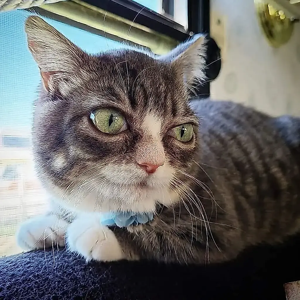 Una gata llamada Winky: una pequeña favorita con una gran misión de rescate