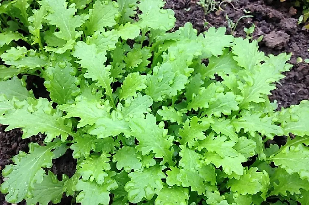 Errores al abonar el jardín, según el agrónomo Laguta