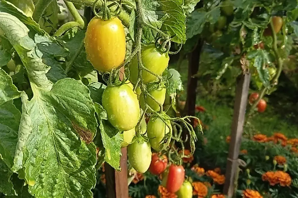 Tomates verdes: un aperitivo que salva la cosecha