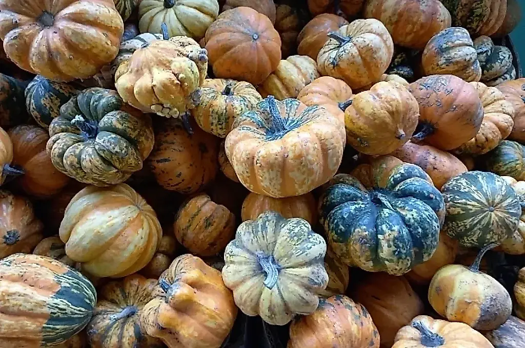 No arranques las cucurbitáceas: cómo prolongar la cosecha y preparar los frutos para el invierno