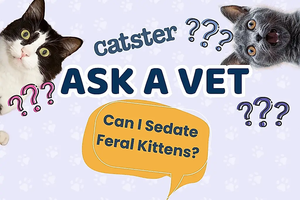 No sedéis a los gatitos
