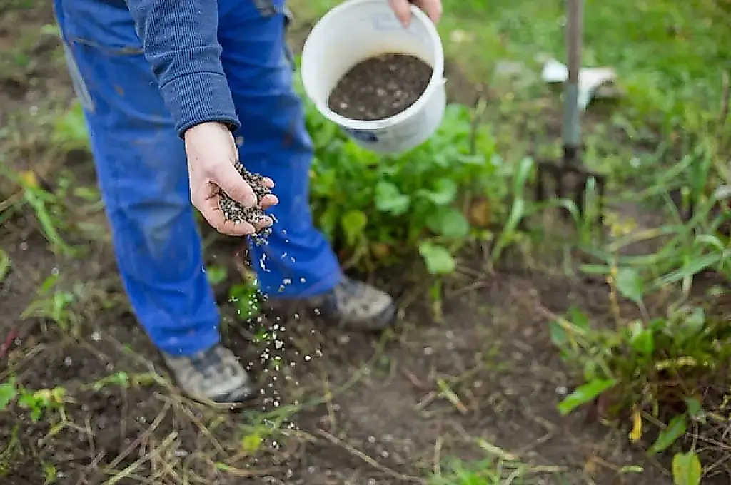 Abonado otoñal del jardín y el huerto: cómo preparar el suelo y las plantas para el invierno