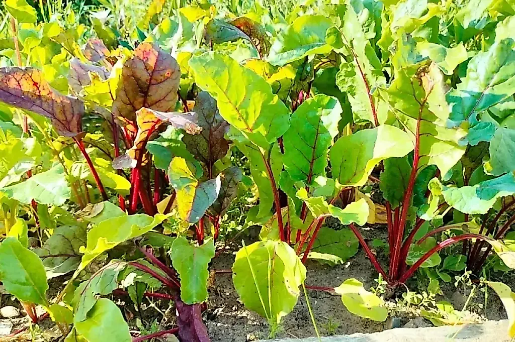 El plazo de la huerta: cuándo recoger la cosecha y cómo salvar la tierra para los semilleros