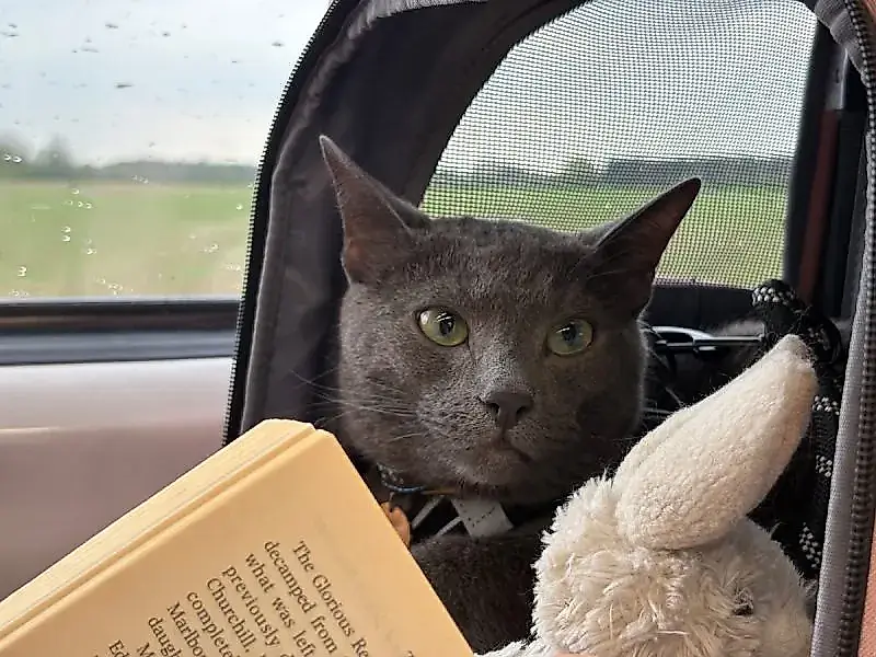 Приключение кота Рафаэля: романтика в Йорке!