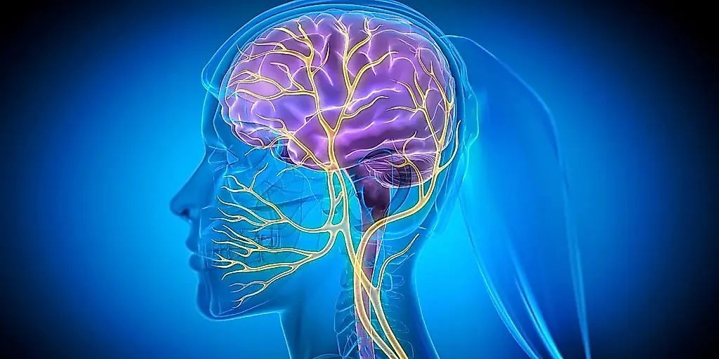 Impulso nervioso, ritmo vascular y memoria: la estimulación del nervio vago mejoró el aprendizaje de los ratones