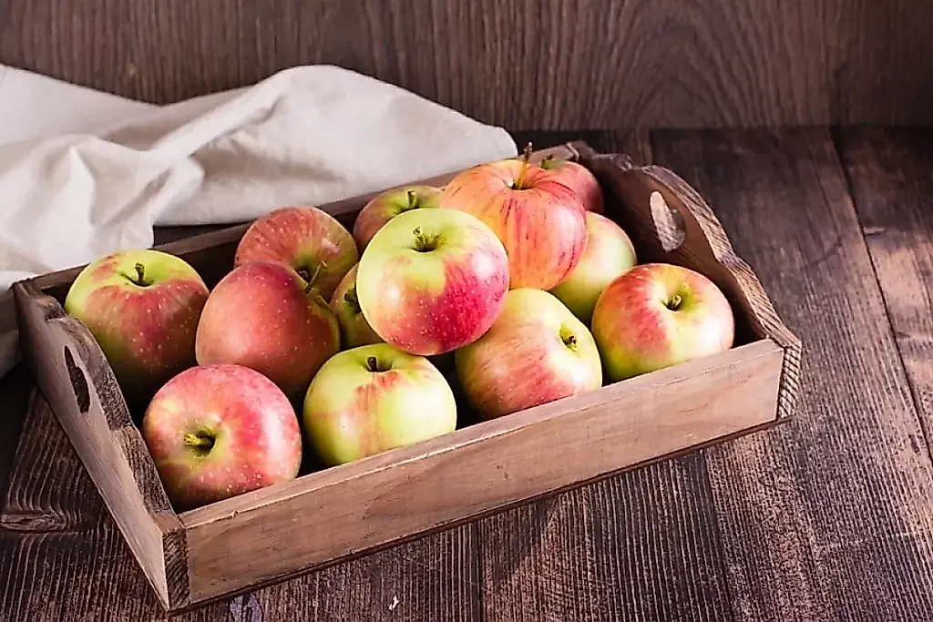 Cómo conservar las manzanas hasta la primavera: consejos del jardinero Andréi Tumanov