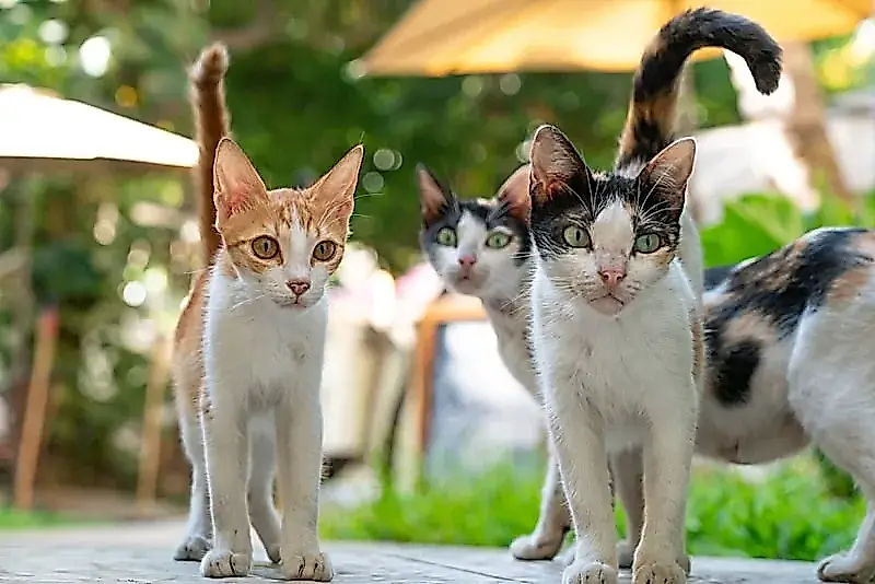 Как коты учили будущих врачей