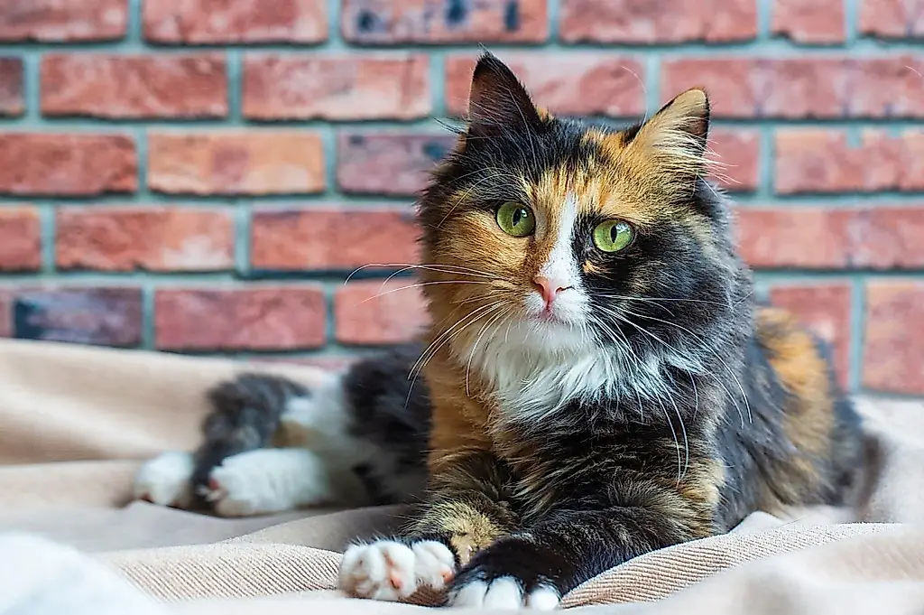 Qué pasa por la cabeza de un gato