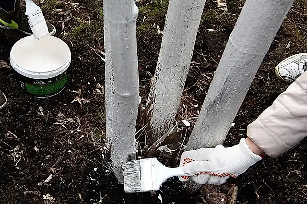 Blanquear los árboles en otoño: protección contra las grietas por heladas, preparados y el papel de la leche