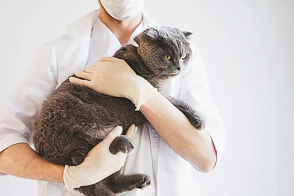Los gatos ocultan sus enfermedades
