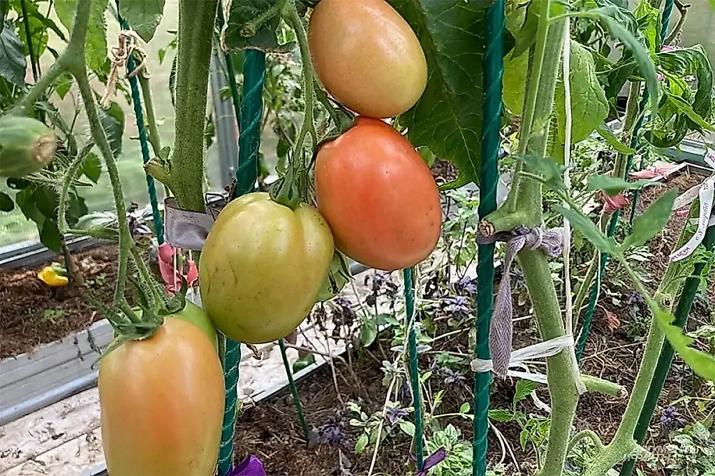 La batalla por los tomates tardíos: cómo conservar la cosecha hasta el invierno