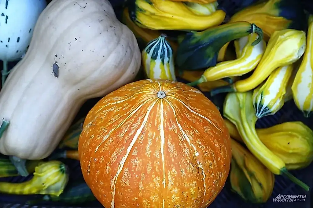 La calabaza contra el tiempo: cómo conservar la cosecha hasta la primavera