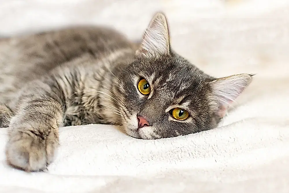 Los dueños de gatos suelen pasar por alto los síntomas de enfermedad