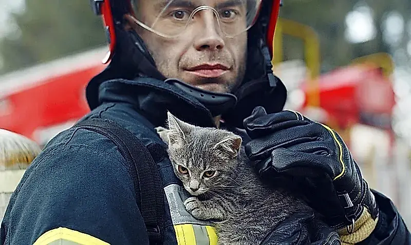 Gatos, hamburguesas y un terremoto