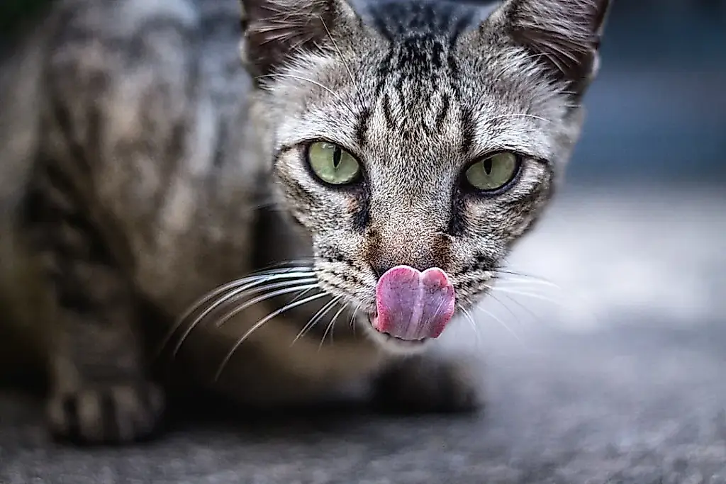 Tu gato no es tiquismiquis: su nariz simplemente se aburre