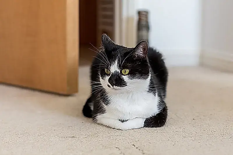 El misterio del gato hecho pan: qué significa la «postura de hogaza» y cuándo preocuparse