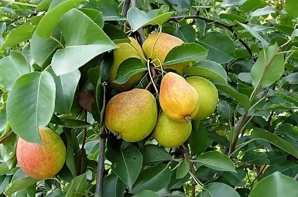 El agrónomo Terentiev revela el principal error al recoger peras de verano