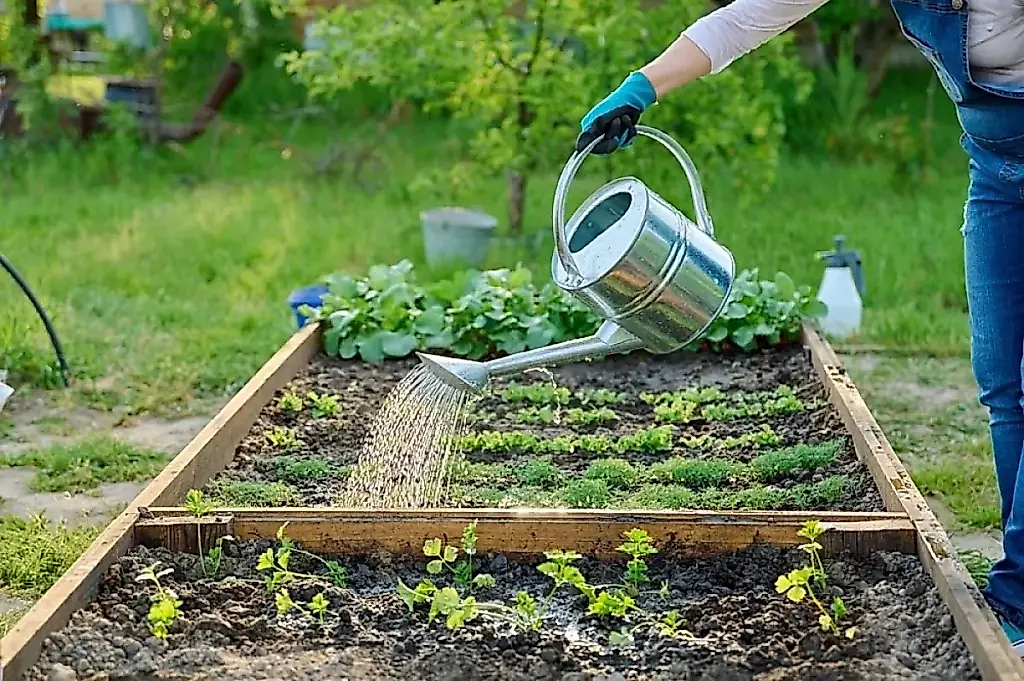 El horticultor Tumanov recomienda métodos insólitos para proteger la cosecha de los pájaros
