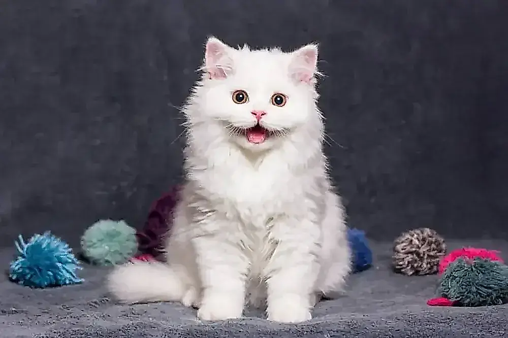 ¿Cómo saber si tu gato es feliz?