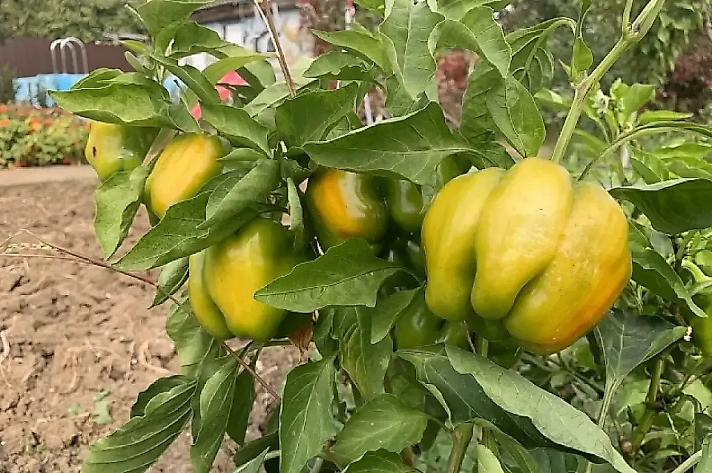 La trampa del nitrógeno para el pimiento: cómo acelerar el enrojecimiento de la cosecha antes del otoño