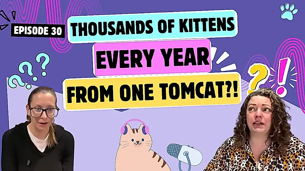 Victoria para los gatos: Estados Unidos prohíbe vender animales en las tiendas